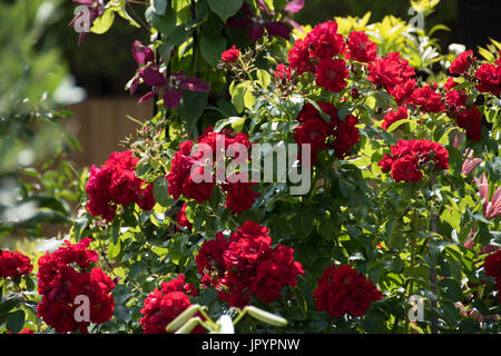 "Une fleur rouge écarlate des tapis rose bush Banque D'Images