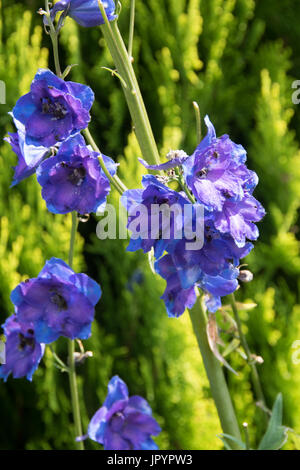 Violet/Bleu Delphinium 'Cassius' avec mal réparties et fleurons manquants Banque D'Images