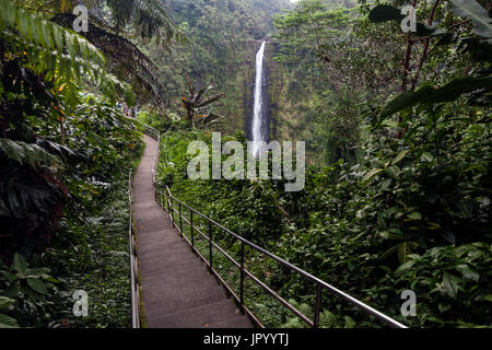 HI00241-00...Hawai'i - Akaka Falls dans Akaka Falls State Park sur l'île d'Hawai'i.walkway Banque D'Images