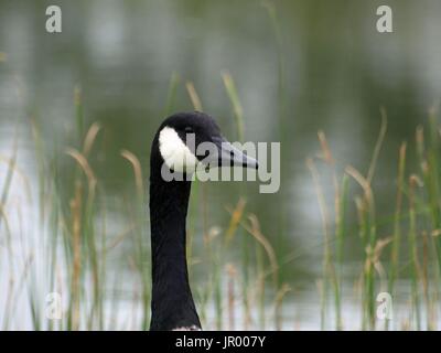 Close up of Candian Goose Head et profil Banque D'Images