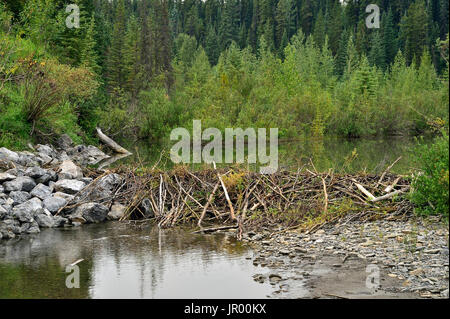 Un barrage de castor de bloquer un cours d'eau dans les régions rurales de l'Alberta Canada Banque D'Images