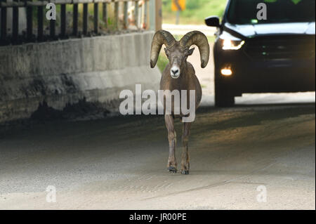 Un 'mouflon Ovis canadensis', la marche en avant d'un véhicule dans un tunnel sur l'autoroute 40 en Alberta, Canada. Banque D'Images