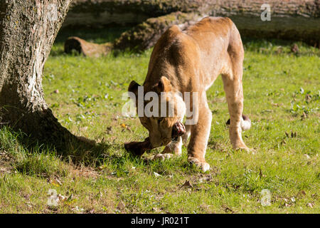 Lion d’Afrique Banque D'Images