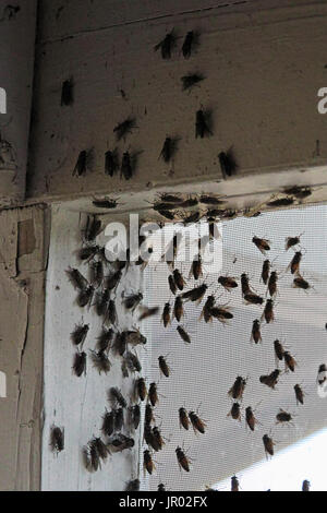L'essaimage des mouches noires à l'intérieur de l'angle d'un bâtiment sur un écran de la fenêtre. Banque D'Images