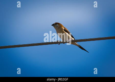 Petit mignon robin détente sur un poteau électrique sur le fil. Banque D'Images