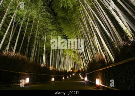 Chemin des lanternes dans une forêt de bambou pour l'éclairage de nuit festival à Kyoto, Japon Banque D'Images