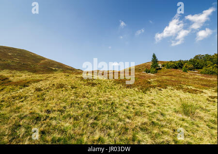 Sapin solitaire sur un pré herbeux de la crête de la montagne. La météo chaude et calme sous le ciel bleu avec quelques nuages en début de journée d'automne Banque D'Images