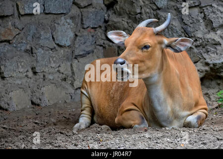 Banteng dans une clairière Banque D'Images