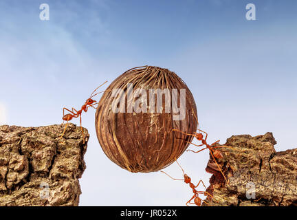 Fourmis transportant de la nourriture ensemble, le travail d'équipe concept Banque D'Images