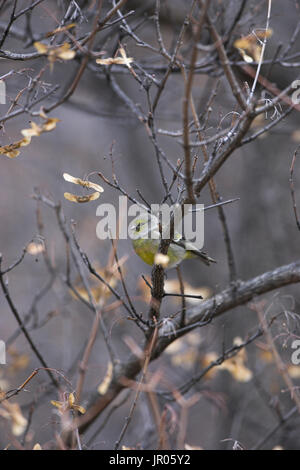 Venturon montagnard Serinus citrinella mâle dans domaine maple Acer campestre arbre près de Briançon Parc National des Ecrins Alpes Banque D'Images