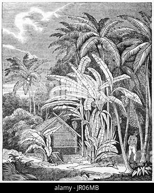 Illustration de l'ancienne usine de bananes près de palmiers. Par auteur non identifié, publié le Magasin Pittoresque, 1833. Banque D'Images