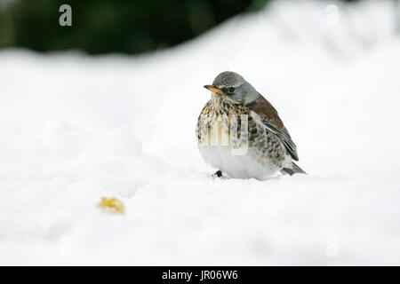 F Turdus Fieldfare dans jardin enneigé Ringwood Hampshire England UK Banque D'Images