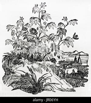 Vieille illustration du Levant le coton (Gossypium herbaceum). Par auteur non identifié après l'auto-portrait, publié le Magasin Pittoresque, 1833. Banque D'Images