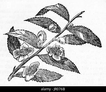 Vieille illustration d'un brin de thé. Par auteur non identifié, publié le Magasin Pittoresque, Paris, 1833. Banque D'Images