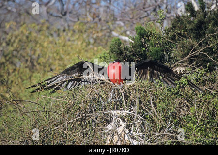 Frégate superbe Fregata magnificens mâle avec poche gulaire gonflés afficher sur son nid Îles Galapagos Équateur Banque D'Images