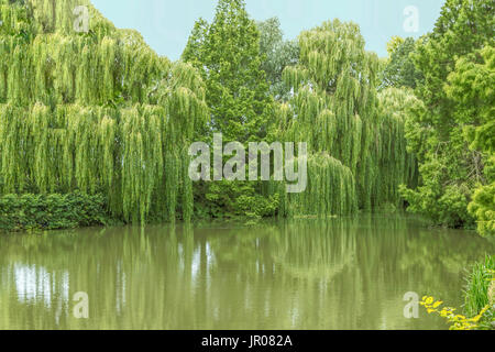 Weeping willows et scenic tree réflexions sur les terres du Beth Chatto Gardens, Elmstead, Essex, Angleterre, Royaume-Uni. Banque D'Images