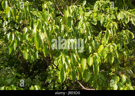 Arbre généalogique Manchineel (Hippomane mancinella) est un des plus dangereux et toxiques des arbres dans le monde. Martinique / West Indies Banque D'Images