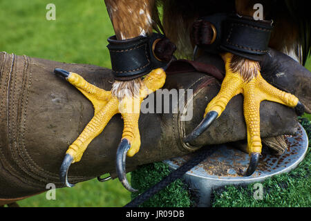 Gros plan du Golden Eagle serres sur les fauconniers gant. UK Banque D'Images