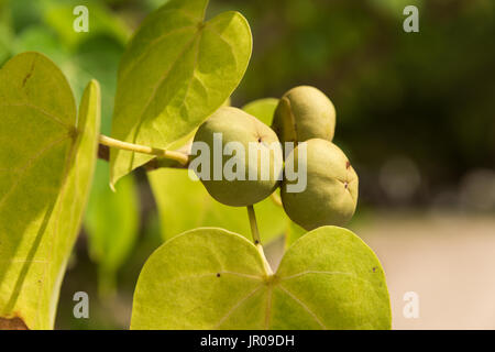 Populnia Thespesia (Catalpa) est facilement confondu avec Manchineel toxiques (Hippomane mancinella) arbre Banque D'Images