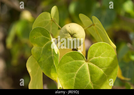 Populnia Thespesia (Catalpa) est facilement confondu avec Manchineel toxiques (Hippomane mancinella) arbre Banque D'Images