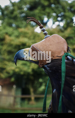 Capuche aigle royal. ROYAUME-UNI Banque D'Images