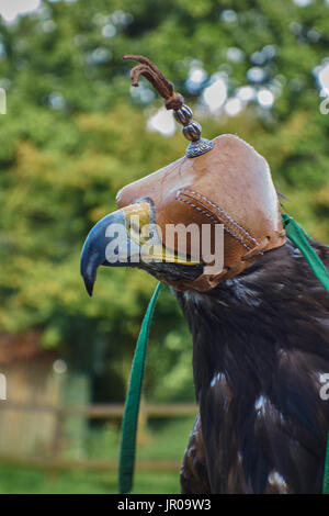 Capuche aigle royal. ROYAUME-UNI Banque D'Images