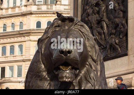 Pigeon sur la tête de lion Banque D'Images