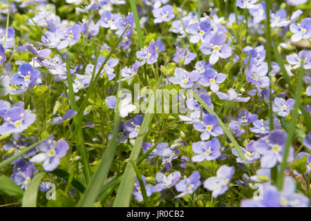 Au printemps en fleurs forêt Hepatica nobilis Banque D'Images