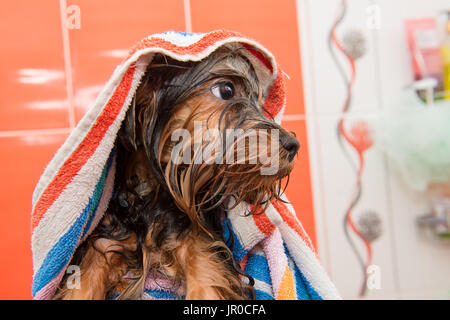 Chiot Yorkshire Terrier humide dans une serviette après lavage Banque D'Images