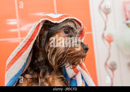 Chiot Yorkshire Terrier humide dans une serviette après lavage Banque D'Images