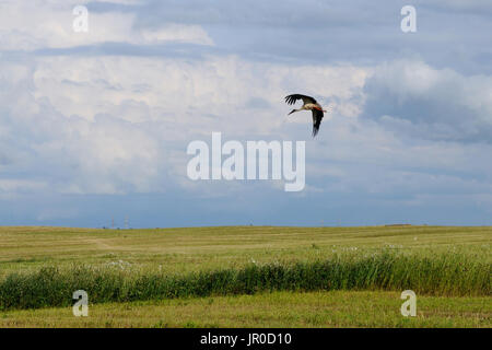 Stork est survolant le terrain pendant la récolte, République du Bélarus Banque D'Images