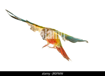 Green-cheeked parakeet in front of white background Banque D'Images