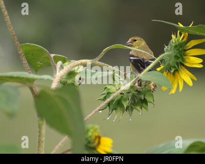 Chardonneret perché sur les tiges de tournesol Graines Banque D'Images