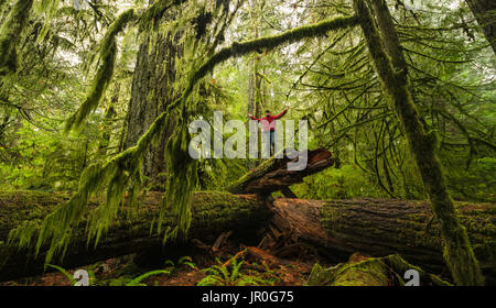 Homme debout sur un arbre tombé dans les vieux peuplements de forêt tropicale de Cathedral Grove, Macmillan Parc provincial, l'île de Vancouver Banque D'Images