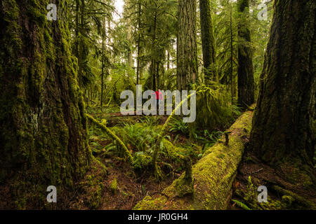 Un touriste dans la luxuriante forêt tropicale de Cathedral Grove, Macmillan Parc provincial, l'île de Vancouver, Colombie-Britannique, Canada Banque D'Images