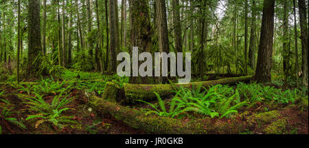 La luxuriante forêt tropicale de Cathedral Grove, Macmillan Parc provincial, l'île de Vancouver, Colombie-Britannique, Canada Banque D'Images