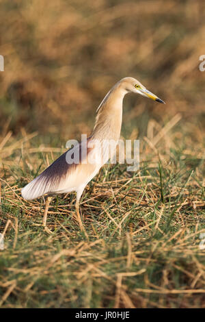 (Crabier Ardeola Grayii) cherche de la nourriture dans l'herbe ; Chandrapur, Maharashtra, Inde Banque D'Images