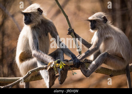 Deux Langurs Hanuman (Semnopithecus Animaux Singe) assis sur une branche d'arbre ; Chandrapur, Maharashtra, Inde Banque D'Images