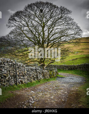 Arbre solitaire fière dans Lake District Lane, Cumbria, Angleterre Banque D'Images