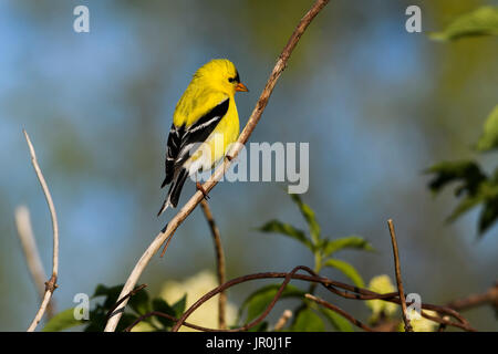 Un mâle Chardonneret jaune (Spinus Tristis) Perches dans un buisson ; Astoria, Oregon, United States of America Banque D'Images