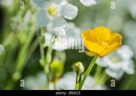 La renoncule âcre (Ranunculus) se développe entre le mouron des oiseaux (Stellaria media) ; Astoria, Oregon, United States of America Banque D'Images