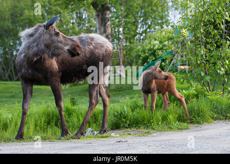 Une vache et c'est l'Orignal (Alces alces) Veau debout sur l'herbe d'un immeuble d'arrière-cour avec un enfant est glissière à l'arrière-plan Banque D'Images