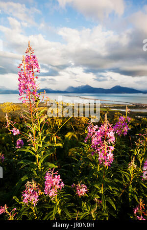 L'épilobe (Chamaenerion angustifolium) foisonnent dans l'avant-plan avec Homer Spit, Kachemak Bay et la montagnes Kenai en arrière-plan Banque D'Images