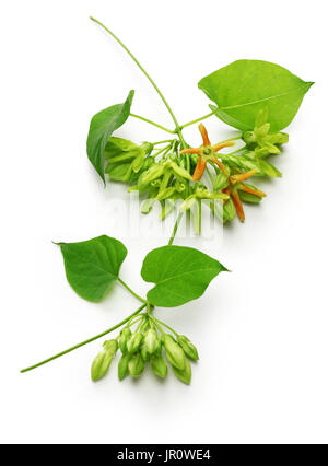 Tonkin telosma cordata,fleurs,nuit Fleur parfumée sur fond blanc Banque D'Images