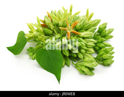 Tonkin telosma cordata,fleurs,nuit Fleur parfumée sur fond blanc Banque D'Images