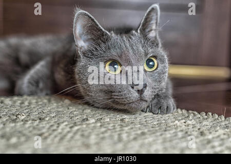 Chat bleu russe se trouvent sur le tapis. Banque D'Images