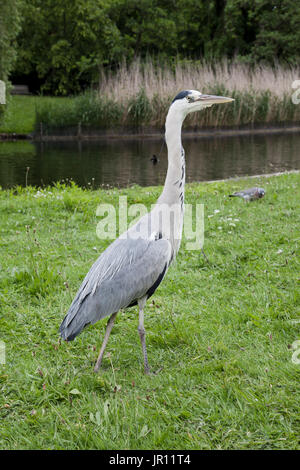 Héron cendré (Ardea cinerea), Regent's Park, Londres Banque D'Images