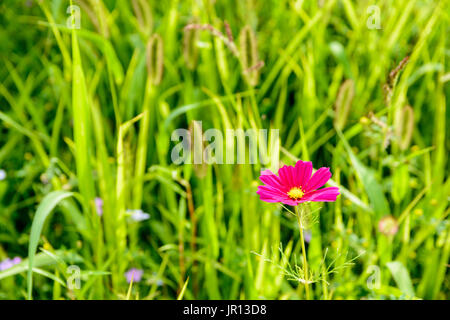 Fleur rose vif Cosmos contre un arrière-plan flou vert prairie. Banque D'Images