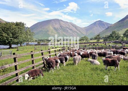 Ferme de moutons Wasdale Lake District National Park Cumbria UK Banque D'Images