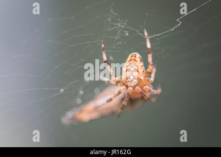 Jardin araignée avec un hoverfly emprisonné dans son site web Banque D'Images